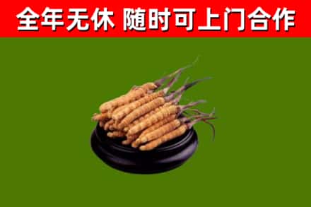 蕉岭县烟酒回收冬虫夏草.jpg