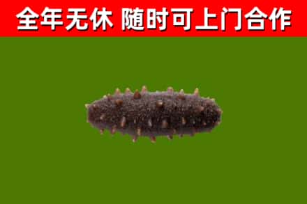蕉岭县烟酒回收干海参.jpg